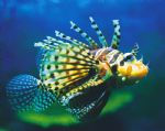 Underwater World - Maitland Accommodation 0