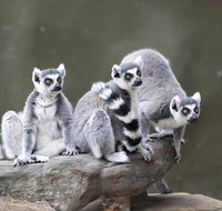 Adelaide Zoo - Maitland Accommodation