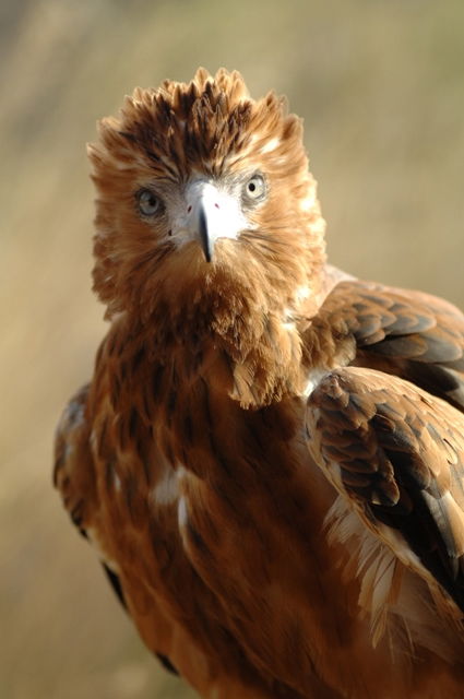 Alice Springs NT Maitland Accommodation