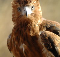 Alice Springs Desert Park - Maitland Accommodation