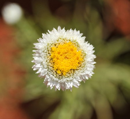 Alice Springs Desert Park - Maitland Accommodation 1