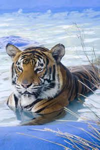 Zoo Doo Wildlife Park - Maitland Accommodation 0