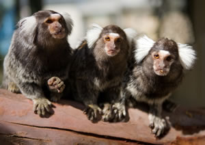 Zoo Doo Wildlife Park - Maitland Accommodation 1