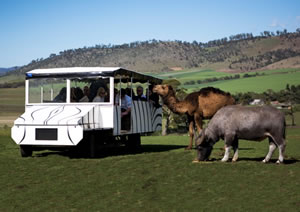 Zoo Doo Wildlife Park - Maitland Accommodation 2