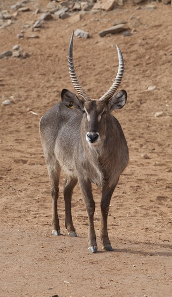 Monarto Zoo - Maitland Accommodation 1