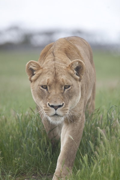 Monarto Zoo - Maitland Accommodation 2