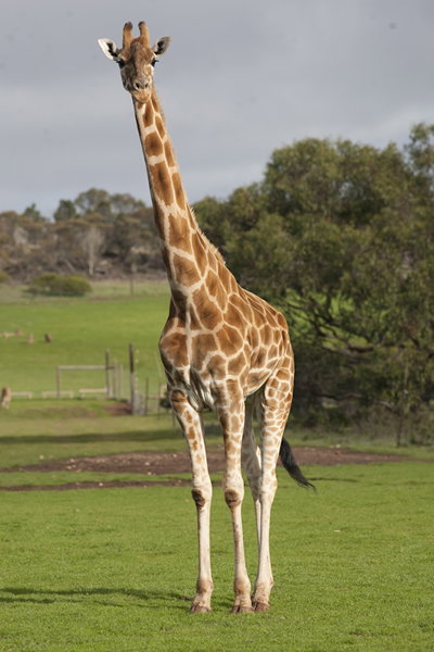 Monarto Zoo - Maitland Accommodation 3