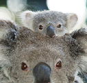 Billabong Koala and Wildlife Park - Maitland Accommodation