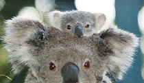 Billabong Koala And Wildlife Park - Maitland Accommodation 0
