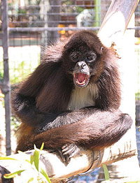 Billabong Koala And Wildlife Park - Maitland Accommodation 1