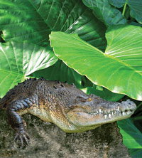 Billabong Koala And Wildlife Park - Maitland Accommodation 2