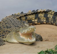 Dundee's Wildlife Park - Maitland Accommodation