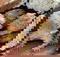 Alice Springs Reptile Centre - Maitland Accommodation