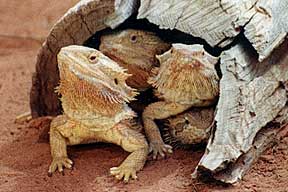Alice Springs Reptile Centre - Maitland Accommodation 0