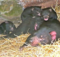 East Coast Natureworld - Maitland Accommodation