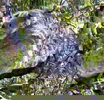 Koala Conservation Centre - Maitland Accommodation