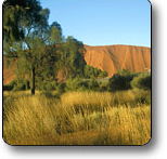 Uluru - Kata Tjuta National Park - Maitland Accommodation