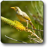 Uluru - Kata Tjuta National Park - Maitland Accommodation 1