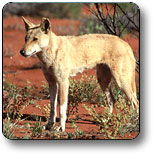 Uluru - Kata Tjuta National Park - Maitland Accommodation 3