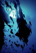Scuba World - Maitland Accommodation 0