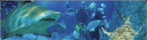 Scuba World - Maitland Accommodation 1