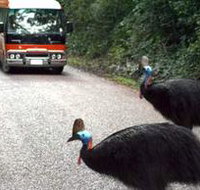 Kookaburra Tours - Maitland Accommodation