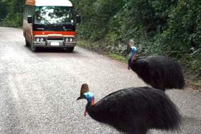 Kookaburra Tours - Maitland Accommodation 0