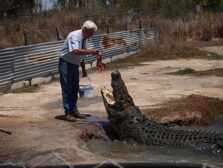 Koorana Saltwater Crocodile Farm - Maitland Accommodation 1