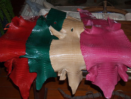 Koorana Saltwater Crocodile Farm - Maitland Accommodation 2