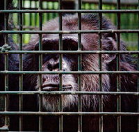 Rockhampton Zoo - Maitland Accommodation