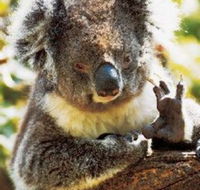 Gorge Wildlife Park - Maitland Accommodation