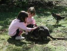 Urimbirra Wildlife Park - Maitland Accommodation 1