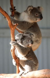 Waterways Wildlife Park - Maitland Accommodation 1
