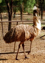 Waterways Wildlife Park - Maitland Accommodation 2