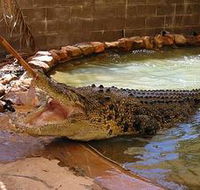 Wyndham Zoological Gardens and Crocodile Park - Maitland Accommodation