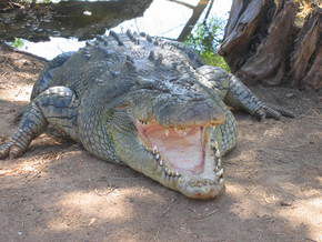 Wyndham Zoological Gardens And Crocodile Park - Maitland Accommodation 2