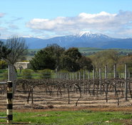 Buller View Wines - Maitland Accommodation