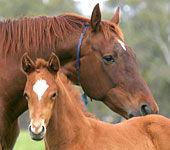 Maitland Accommodation