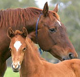 Blue Gum Farm - Maitland Accommodation