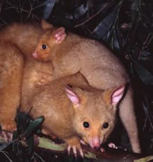 Geckoes Wildlife Presentations - Maitland Accommodation 1