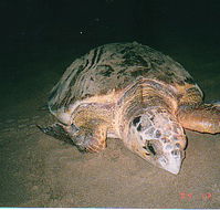 Footprints Adventures - Maitland Accommodation