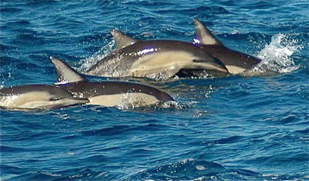 Dolphin Swim Australia - Maitland Accommodation 0
