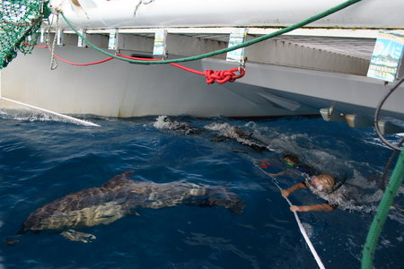 Dolphin Swim Australia - Maitland Accommodation 1