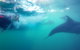 Dolphin Swim Australia - thumb 2