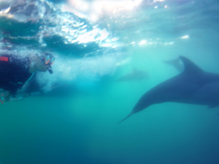Dolphin Swim Australia - Maitland Accommodation 2
