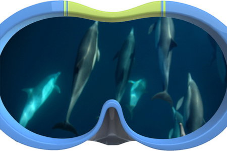 Dolphin Swim Australia - Maitland Accommodation 3