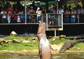 Crocodylus Park - Maitland Accommodation 2