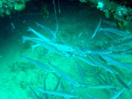 Underwater Sports Diving Centre - Maitland Accommodation 1