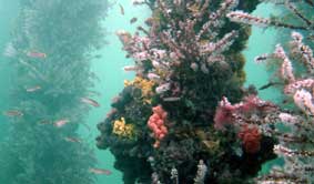 Underwater Sports Diving Centre - Maitland Accommodation 2