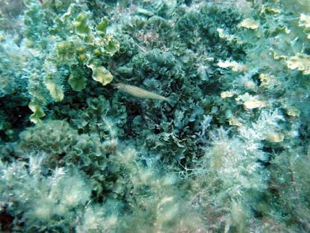 Underwater Sports Diving Centre - Maitland Accommodation 3